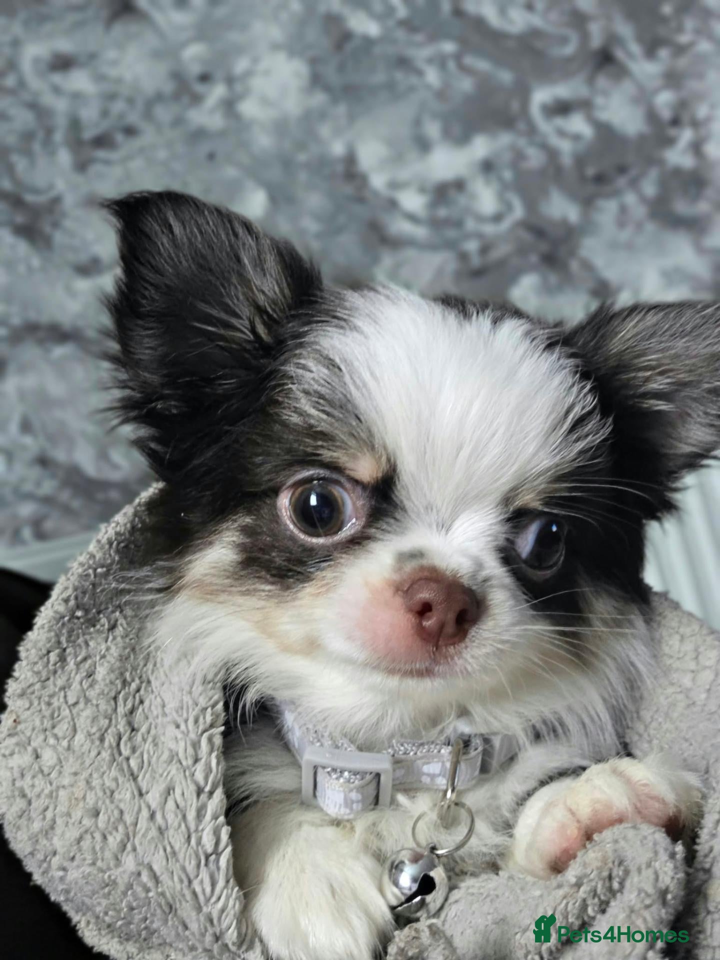 Chihuahua dogs Male chihuahua pup - Advert 4