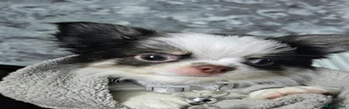 Chihuahua 1