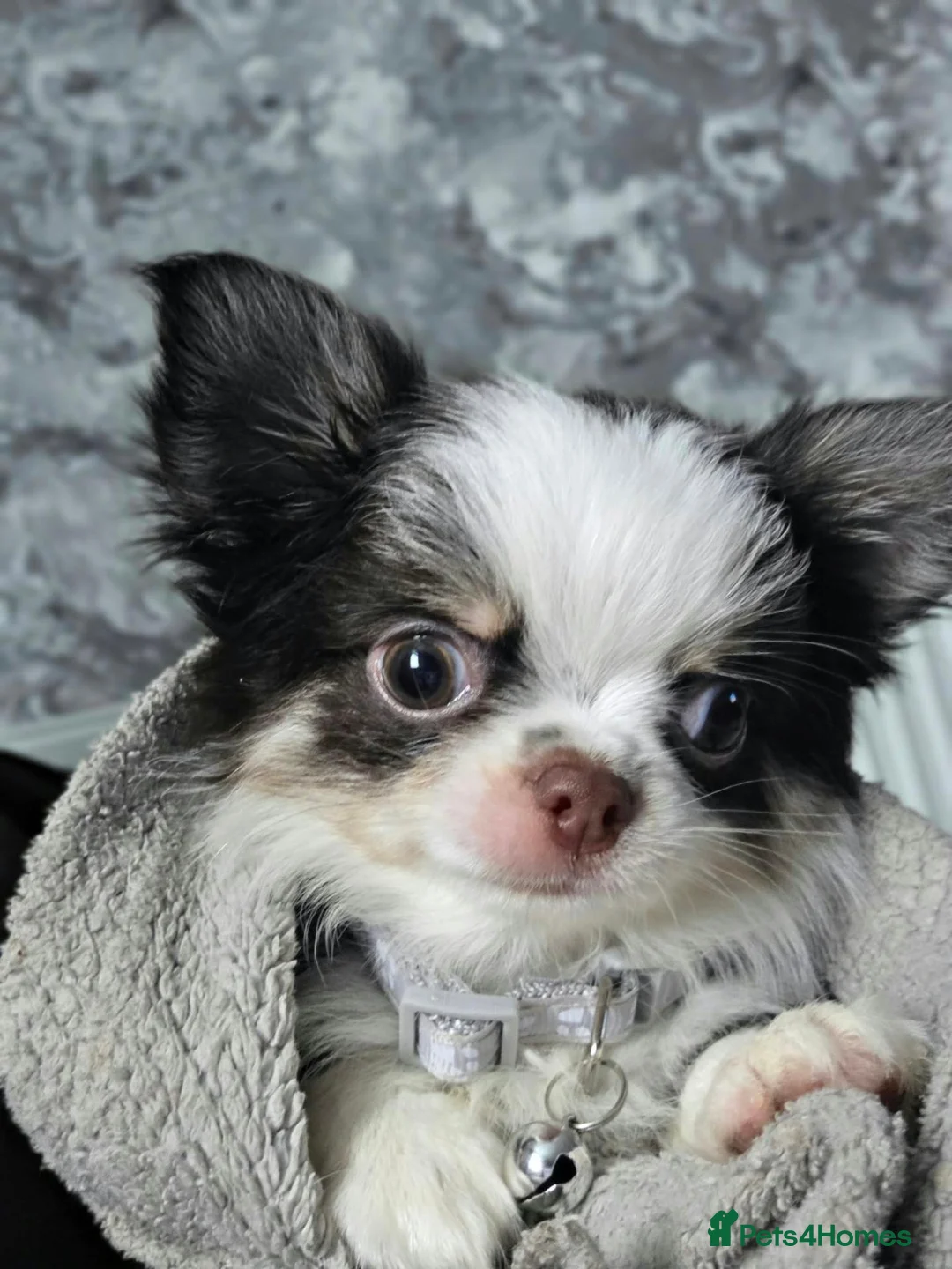 Chihuahua dogs for sale: Male chihuahua pup in Newton Aycliffe - Advert 1