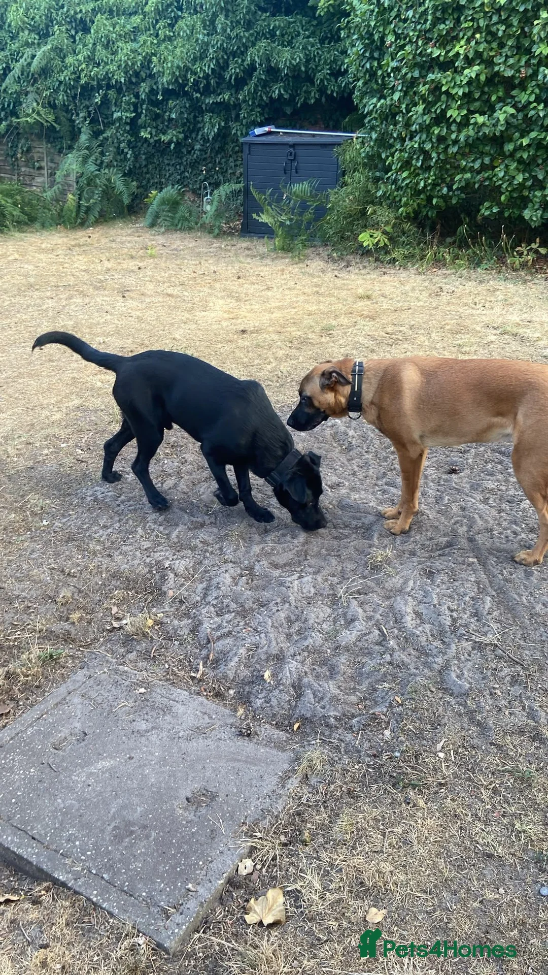 Mixed Breed dogs for sale: German shepard x rottie 7 months - Advert 2