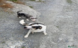 Border Collie dogs for sale: Blue Merle collies  - Image 9