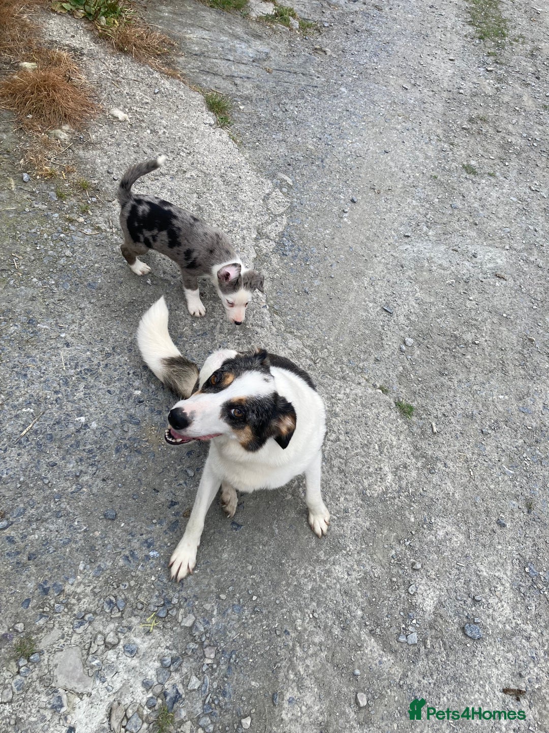 Border Collie dogs for sale: Blue Merle collies  - Image 9
