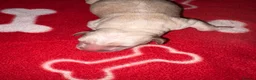 American Bull Staffy dogs for sale: American Staffy puppies  - Advert 13