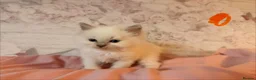 Ragdoll cats for sale: 🌟RAGDOLL KITTENS 🌟 - Advert 12