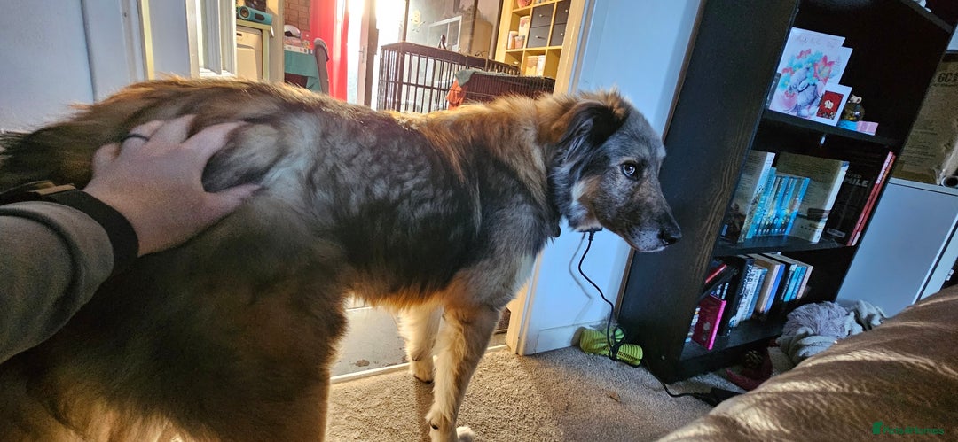 Mixed Breed dogs for adoption: Paddington the Bear - Advert 9