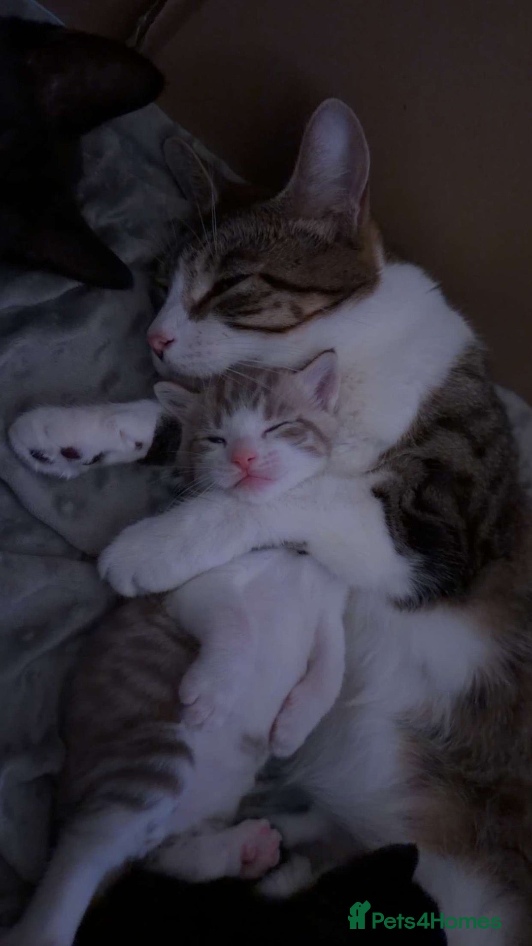 Domestic Shorthair cats Mixed litter of kittens - Advert 1