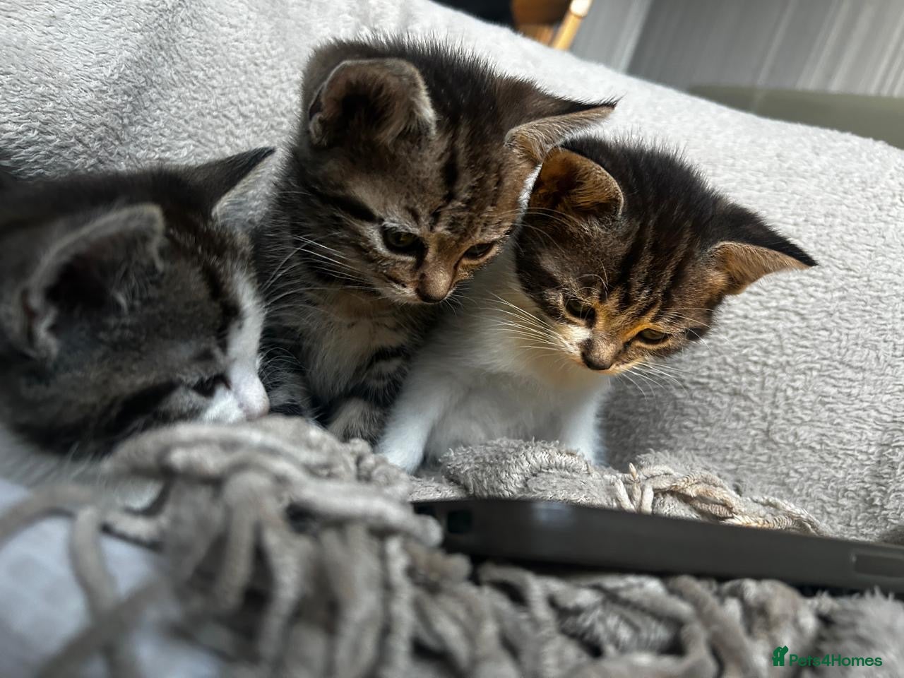 Mixed Breed cats 💕Beautiful kittens looking for loving homes💕 - Advert 1