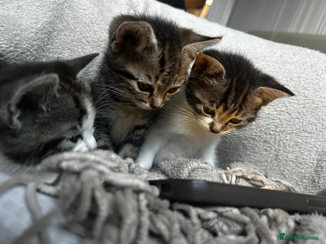 Mixed Breed cats for sale: 💕Beautiful kittens looking for loving homes💕 - Advert 1