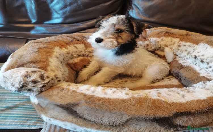 Fox Terrier dogs - Advert 2