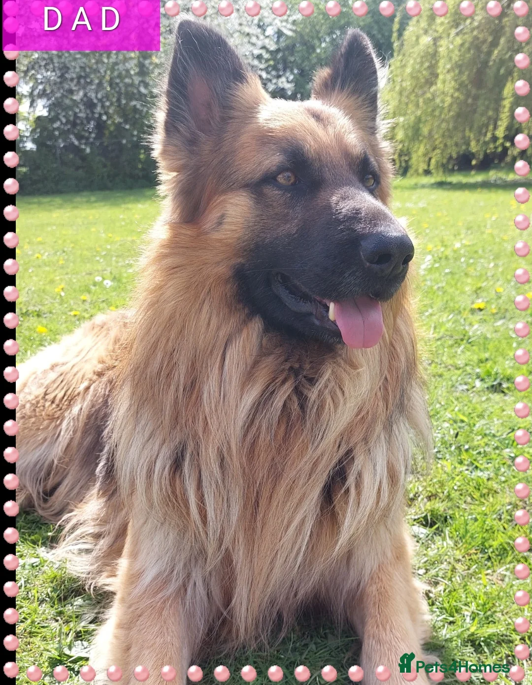 German Shepherd dogs for sale: German shephered puppys 4 boys 2 girls - Advert 4