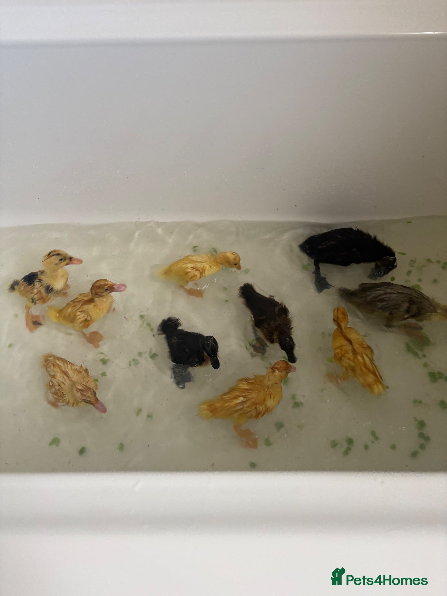 Ducks poultry Indian runner ducklings available  - Advert 2