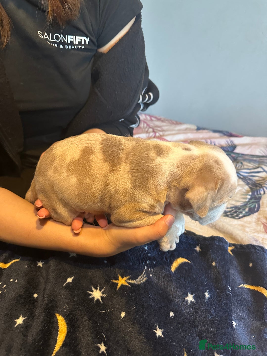 American Bully dogs for sale: ABKC REGISTERED Pocket Exotic/Extreme Bully PUPS! - Image 14