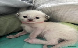 Ragdoll cats for sale: Ragdoll x Oriental kittens  - Image 1