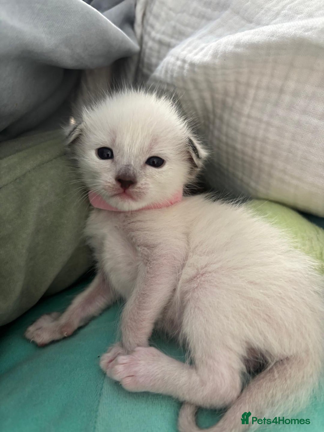Ragdoll cats for sale: Ragdoll x Oriental kittens  - Image 1
