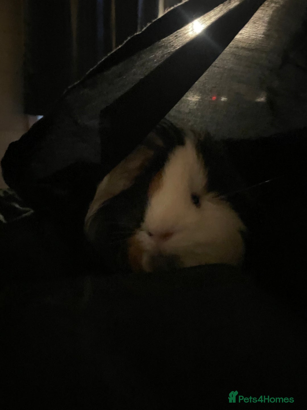 Guinea Pig rodents for sale: Beautiful guinea pig for sale  - Image 2