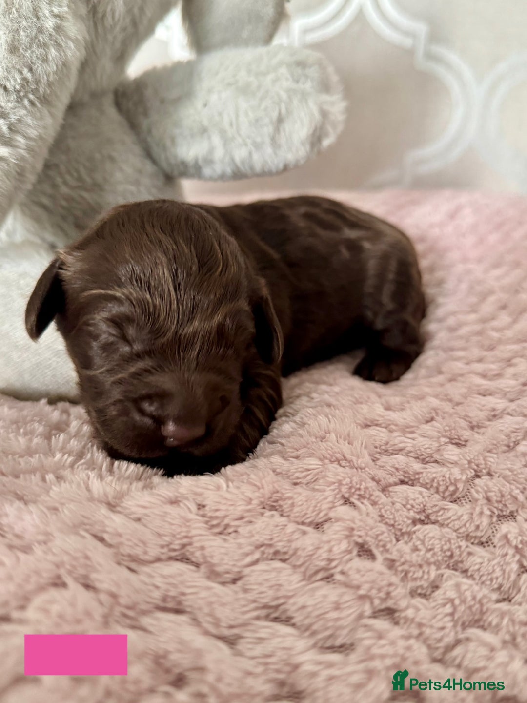 Labradoodle dogs for sale: Adorable Miniature Labradoodles  - Image 13