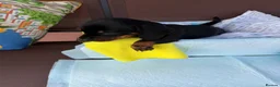 Miniature Dachshund dogs for sale: A litter of 2 lovely dachshund pups - Advert 24
