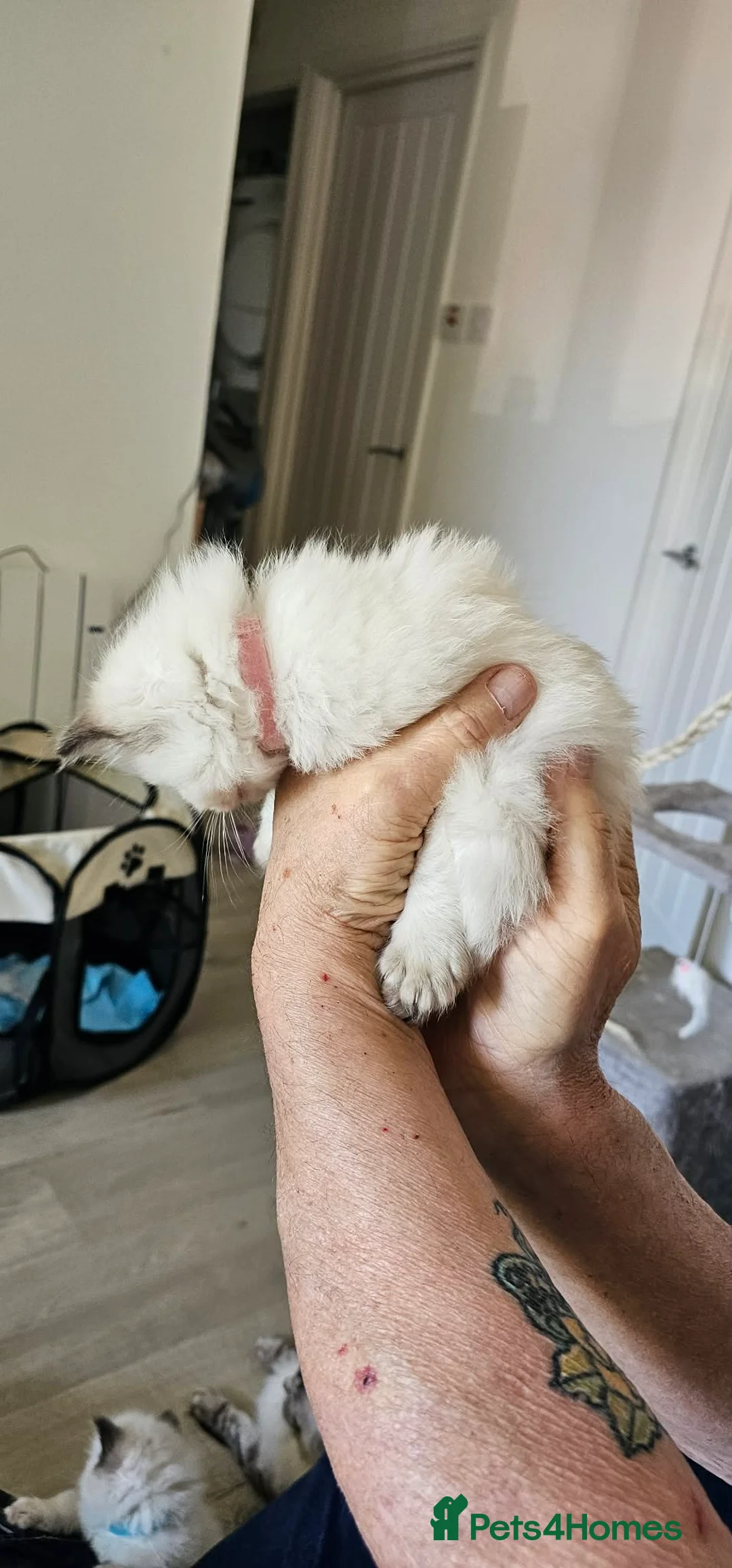 Ragdoll cats for sale: Stunning Ragdoll Kitten's  - Advert 2