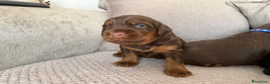 Choc and tan girl
