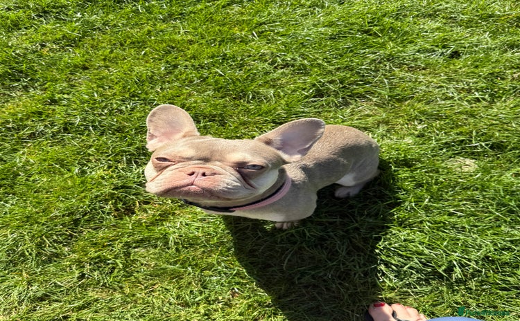 French Bulldog dogs - Advert 2