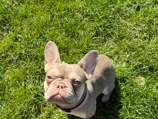 French Bulldog dogs - Advert 26