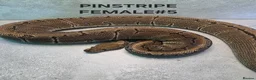 Python Snake reptiles for sale: Royal pythons for sale - Advert 5