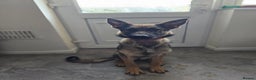 Mixed Breed dogs for sale: Malinois x German Shepard Girl - Advert 3