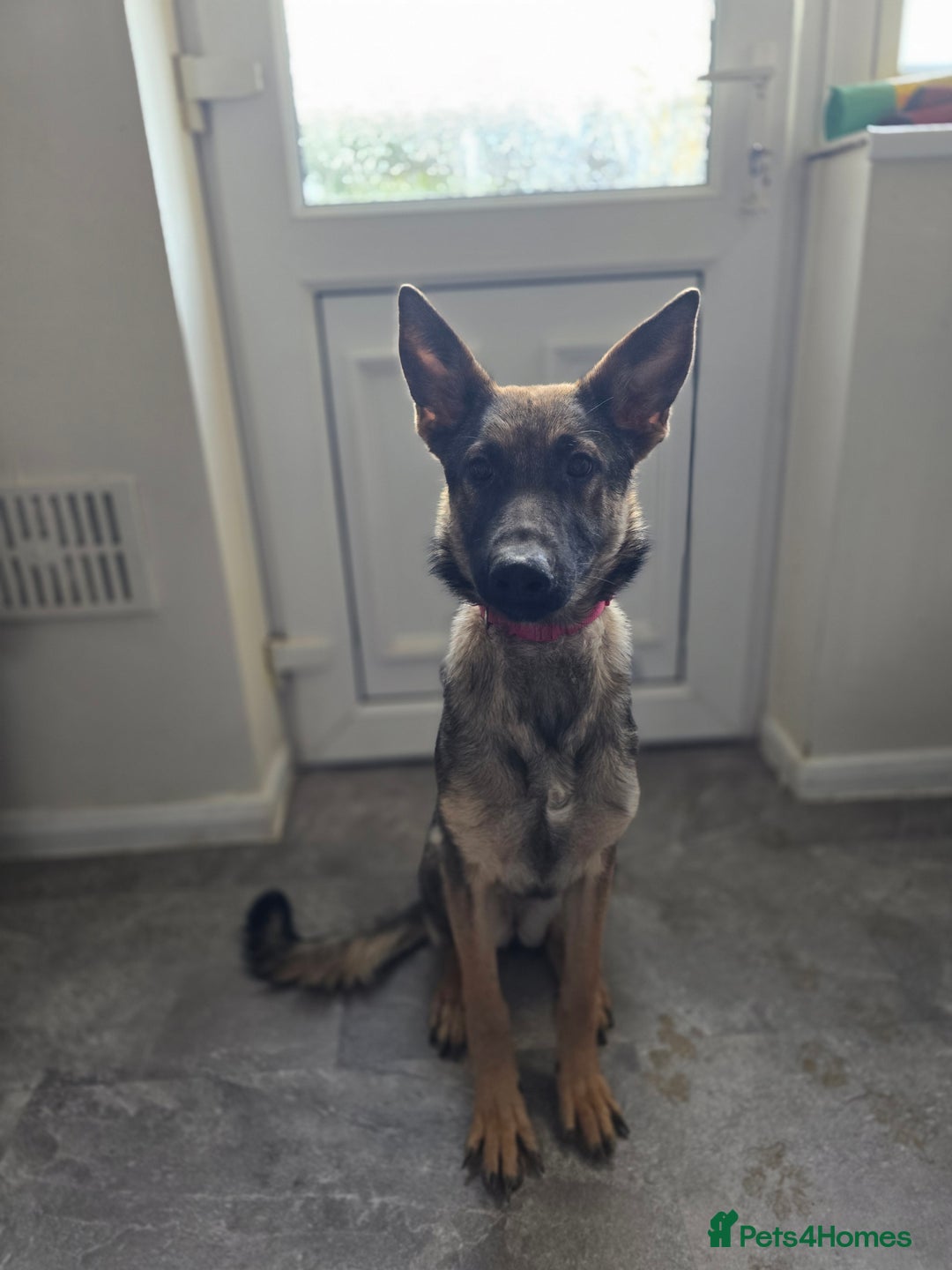 Mixed Breed dogs for sale: Malinois x German Shepard Girl - Advert 3