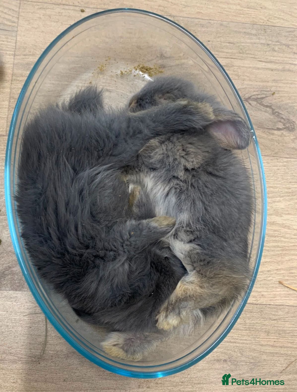 Mixed Breed rabbits Beautiful lop/lion kits! - Advert 22