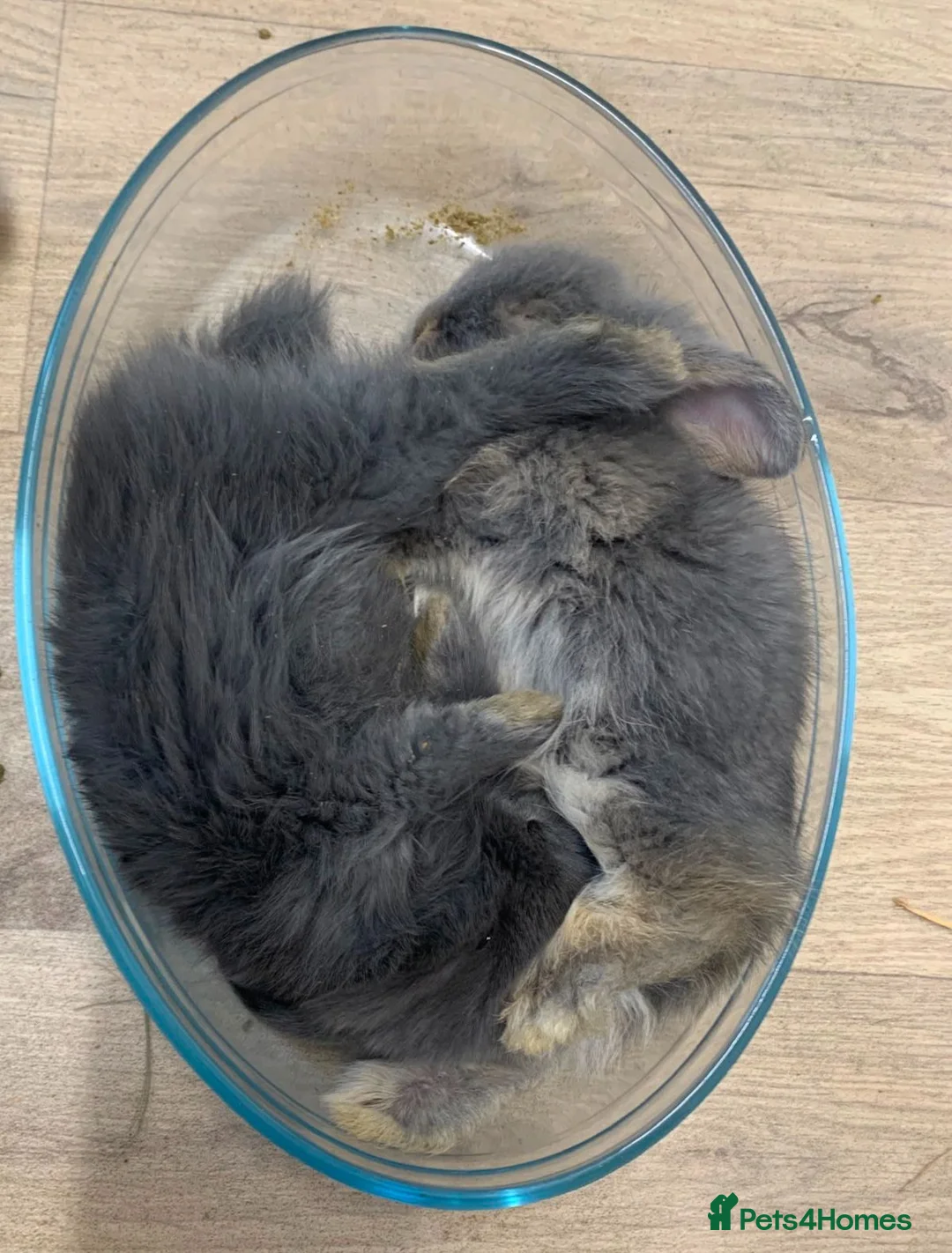 Mixed Breed rabbits for sale: Beautiful lop/lion kits! - Advert 2