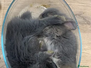 Mixed Breed rabbits Beautiful lop/lion kits! - Advert 2