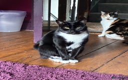 Mixed Breed cats for sale: Black and White House cat  - Image 3