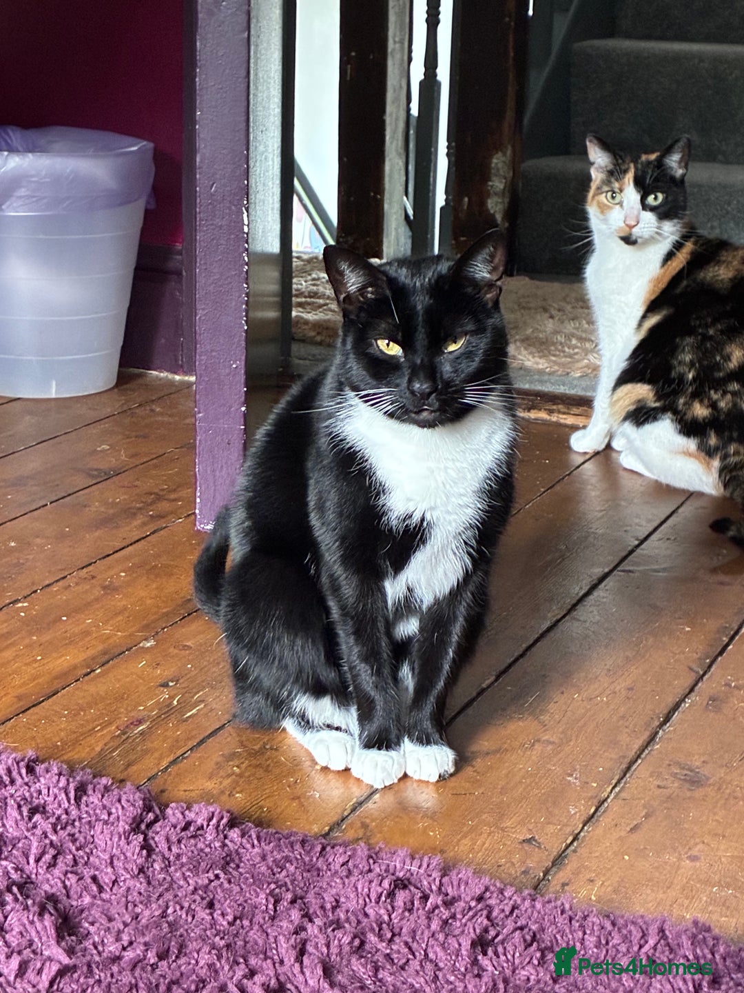 Mixed Breed cats for sale: Black and White House cat  - Image 3