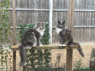 Maine Coon cats Maine coon mother and son - Advert 14