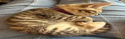 Ragcoon cats for sale: RAGCOON (sealpoint ragdoll mum-dad -Mainecoon) - Advert 26