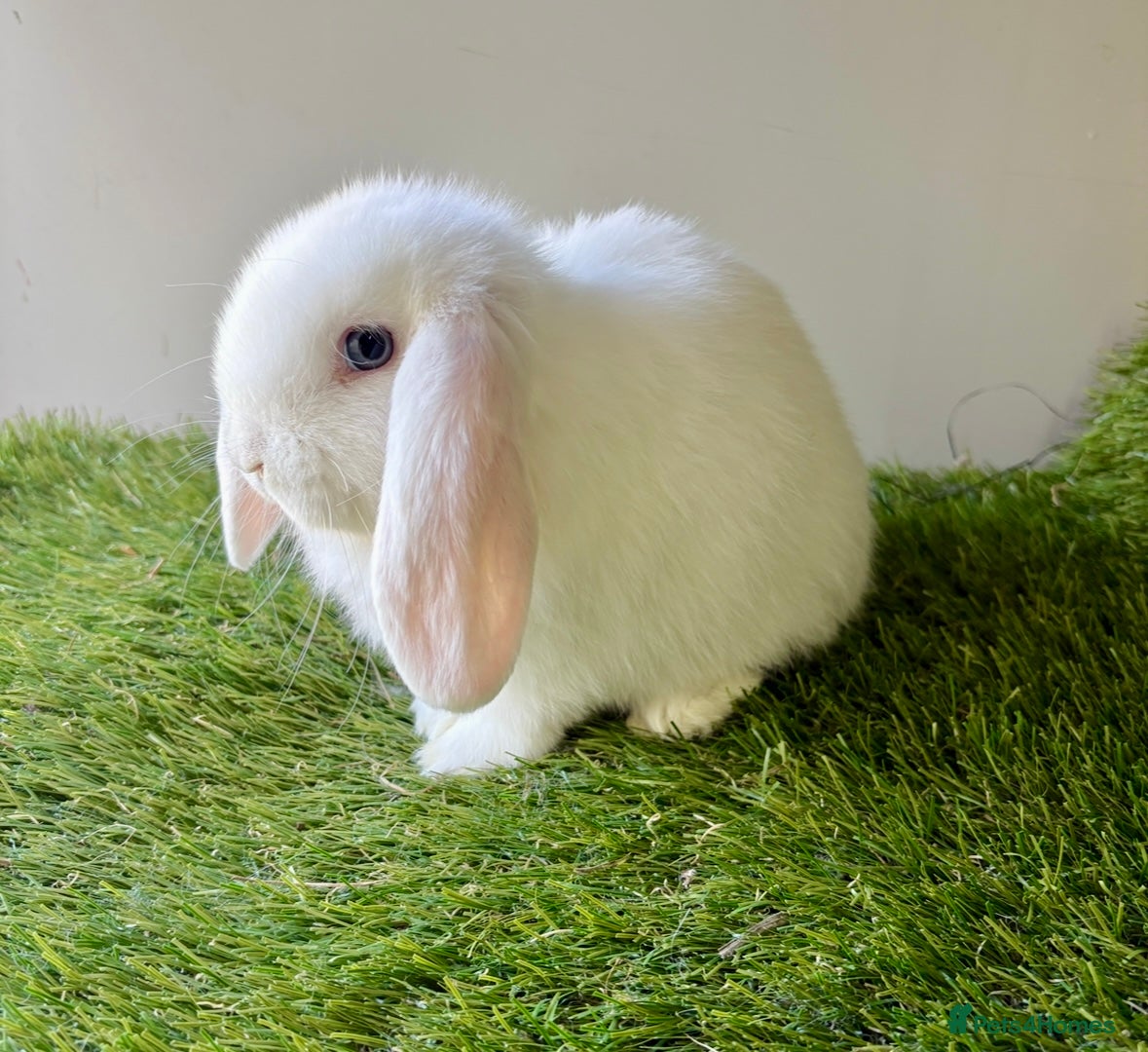 Mini Lop rabbits Stunning mini lop babies - Advert 2