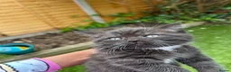 British Shorthair cats for sale: british short hairs kittens  - Advert 14