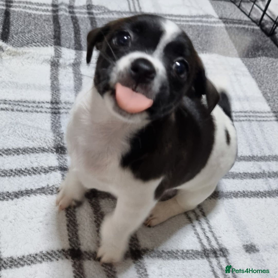 Jack Russell dogs for sale: Jack Russell Pups (ready 24th July) - Image 21