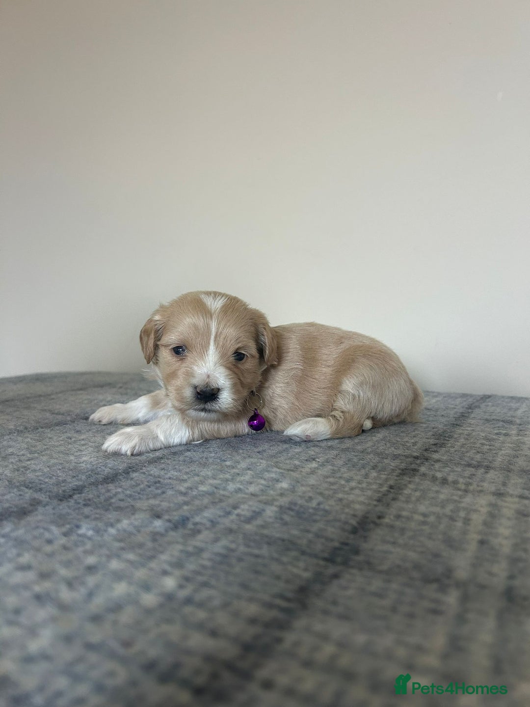 Maltipoo dogs for sale: Gorgeous f1 maltpoos health tested parents  - Image 14
