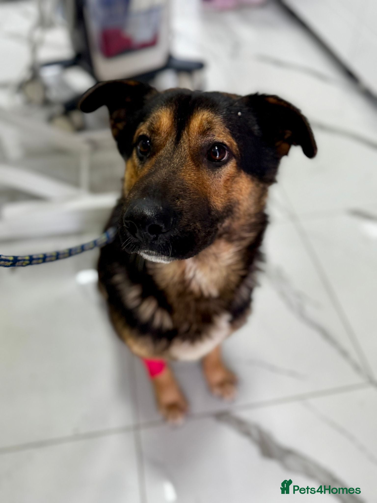 Mixed Breed dogs Meet Lucky ❤️ urgent 💔 - Advert 2