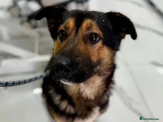 Mixed Breed dogs Meet Lucky ❤️ urgent 💔 - Advert 3