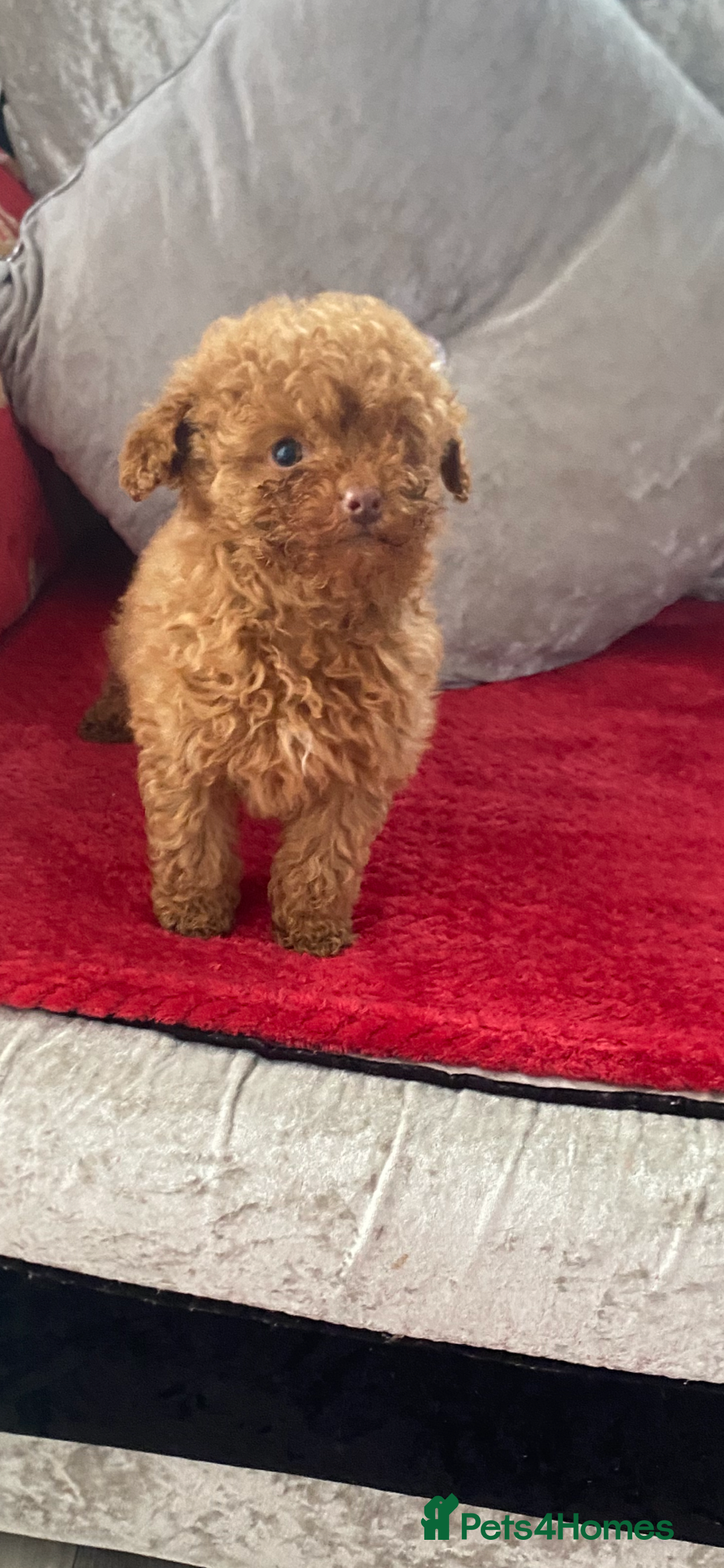 Toy Poodle dogs for sale: Toy poodle puppies  - Advert 16