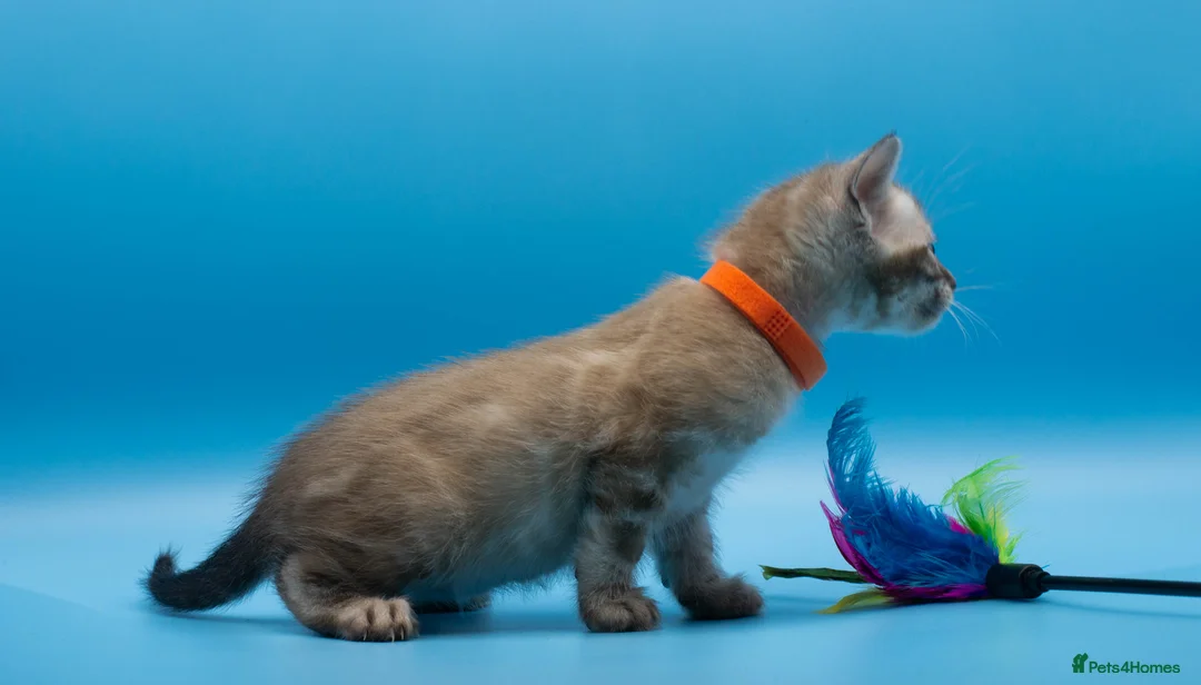 Bengal cats for sale: TICA Registered Bengal Kittens – Truly Magnificent - Advert 26