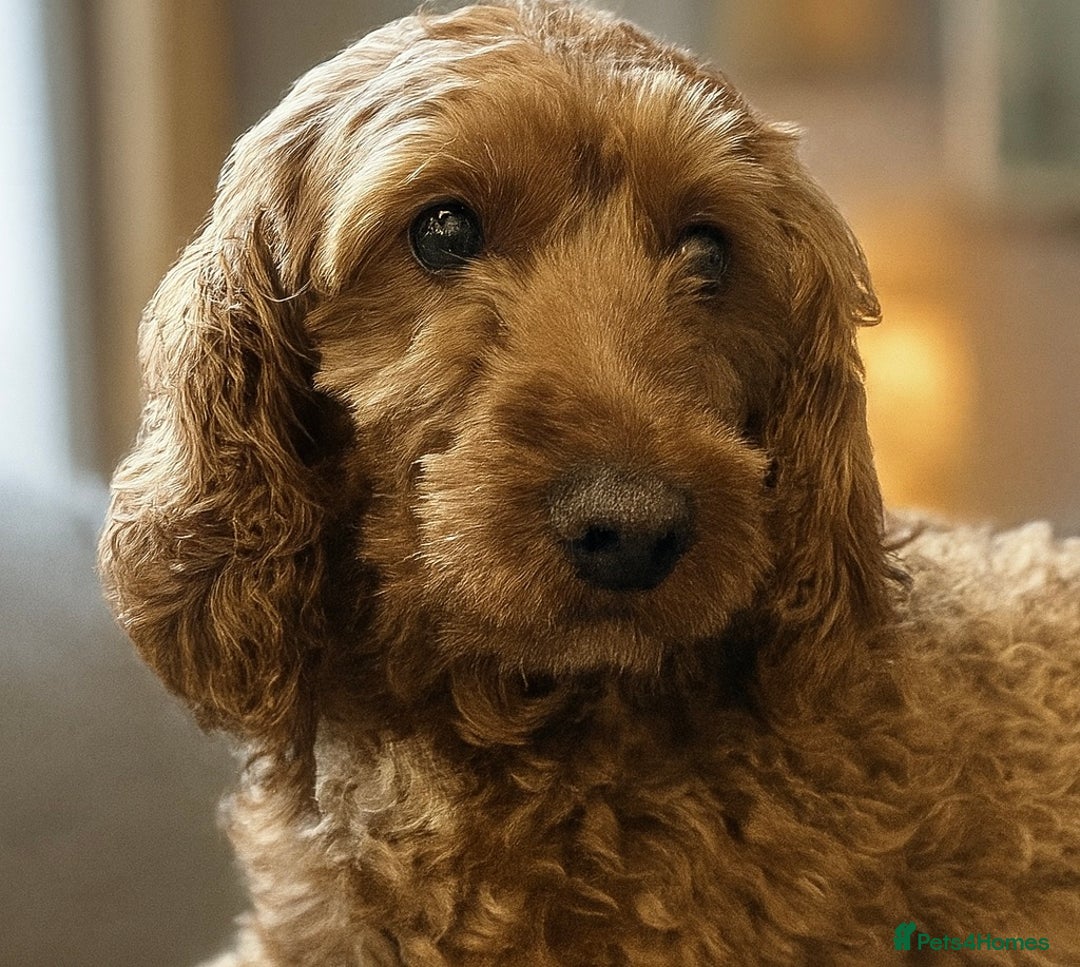 Cockapoo dogs for sale: STUNNING TOP-QUALITY COCKAPOO PUPPIES RARE COLOURS - Advert 3