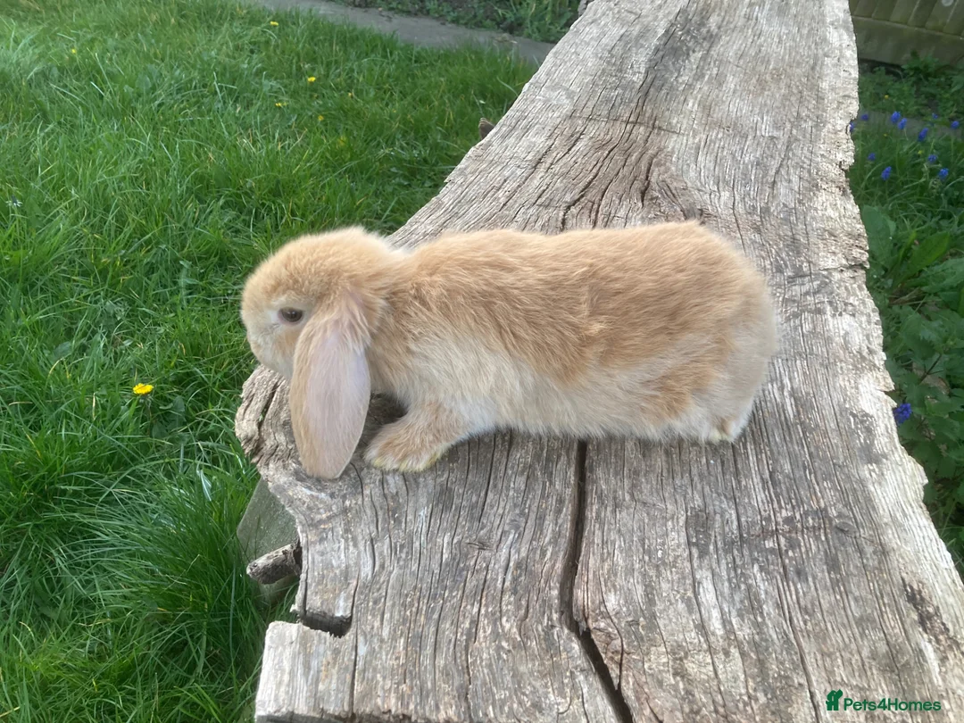 Rabbits in London for sale in Wembley | Pets4Homes