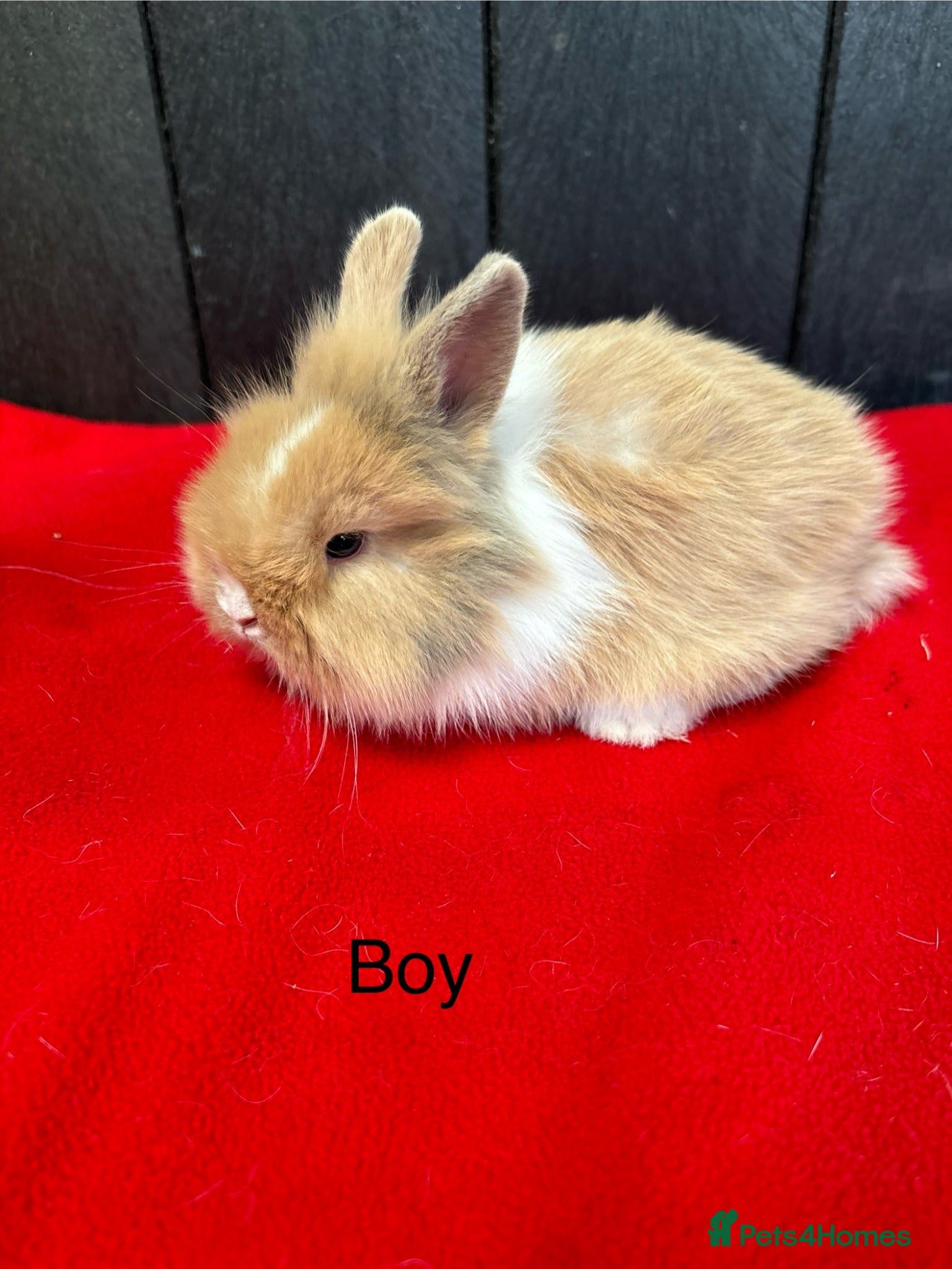 Mini Lop rabbits ⭐️⭐️⭐️Stunning mini lops⭐️⭐️⭐️ - Advert 2