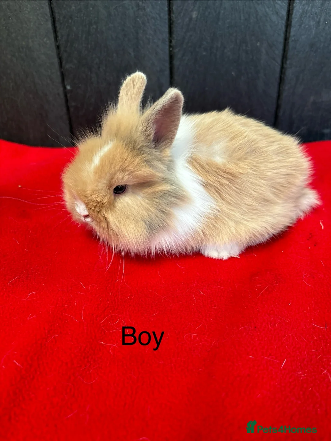 Mini Lop rabbits for sale: ⭐️⭐️⭐️Stunning mini lops⭐️⭐️⭐️ - Advert 2