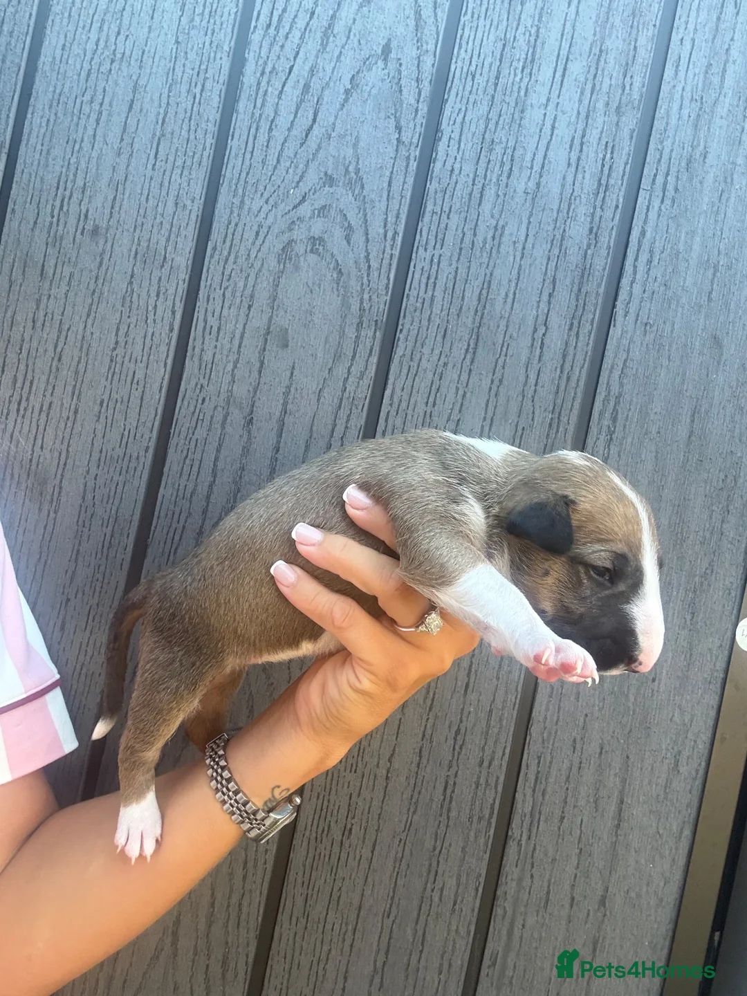 English Bull Terrier dogs for sale: English bull terrier puppies  - Advert 35