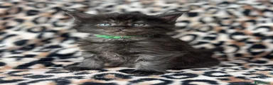 Maine Coon Kitten 3