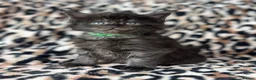 Maine Coon cats for sale: Maine coon kittens TICA  - Advert 19